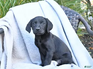 Labrador Retriever dogs Malaska - Ad 2