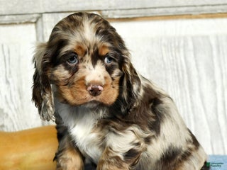 Cocker Spaniel dogs - Ad 11