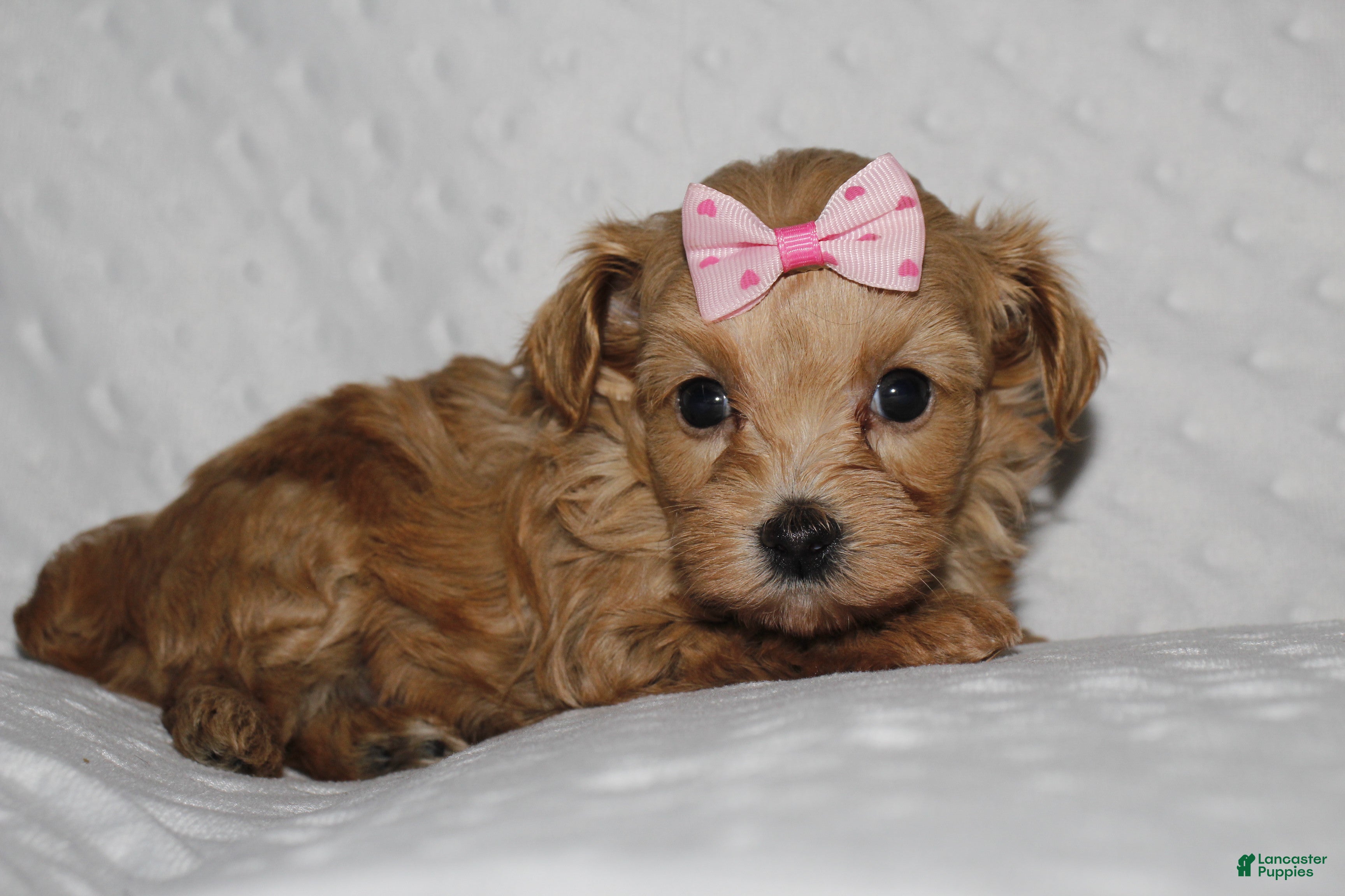 Yorkiepoo dogs GRACIE - Ad 1