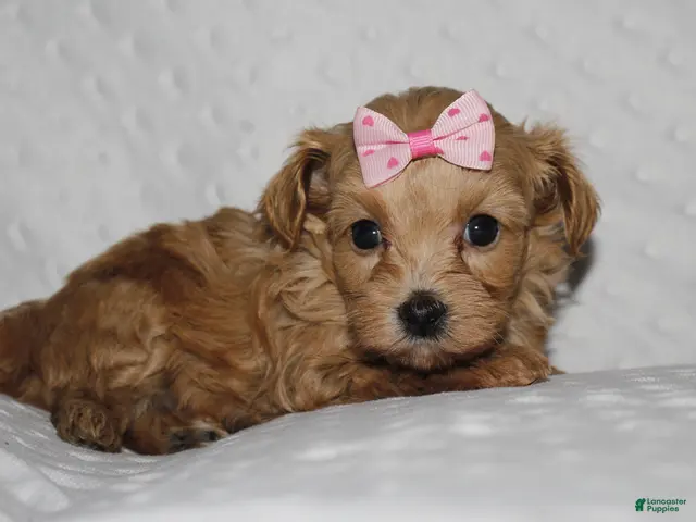 Yorkiepoo dogs GRACIE - Ad 1