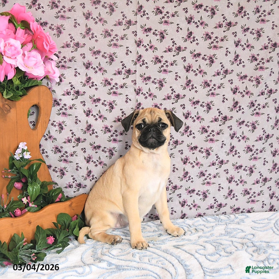 Pug dogs Larine - Ad 1