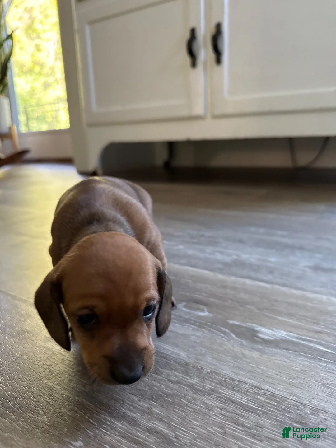 Miniature Dachshund dogs for sale: Miniature Dachshund 2 - Ad 2