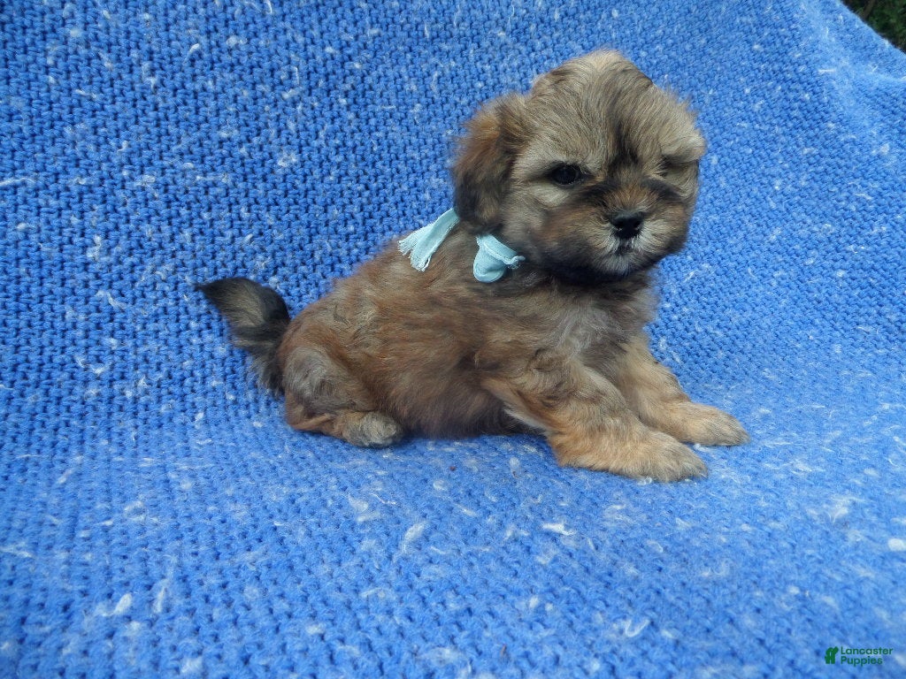 Malshi dogs Emmy - Ad 1