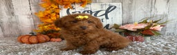 Toy Poodle dogs for sale: Penny - Ad 21