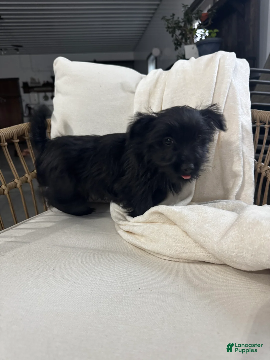 Yorkiepoo dogs for sale: Yorkiepoo Puppy 1 - Ad 5