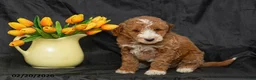 Mini Goldendoodle dogs for sale: Betsy - Ad 1