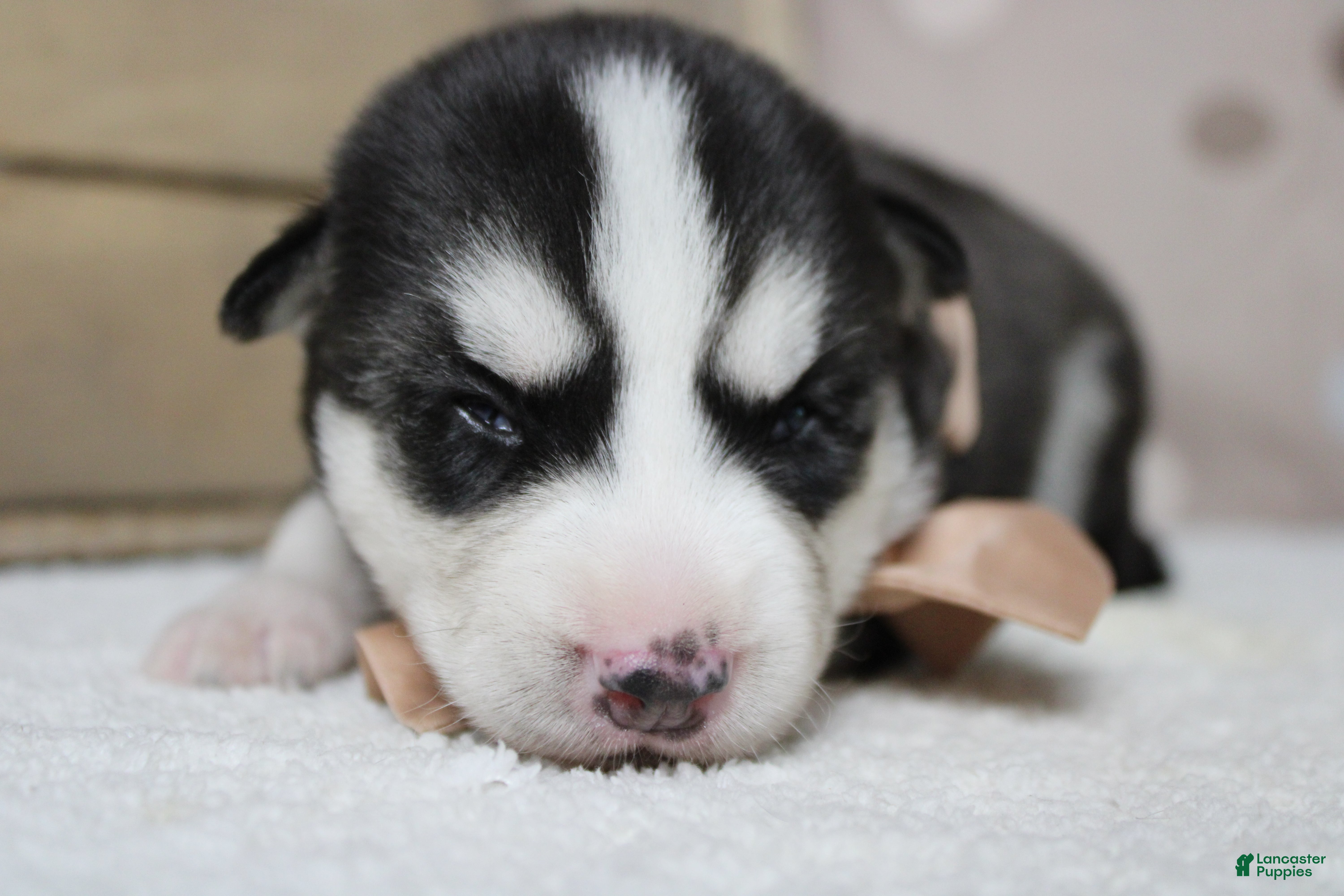 Siberian Husky dogs Storm  - Ad 14