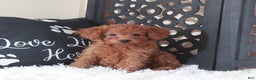 Miniature Poodle dogs for sale: Miniature Poodle Trixie - Ad 4