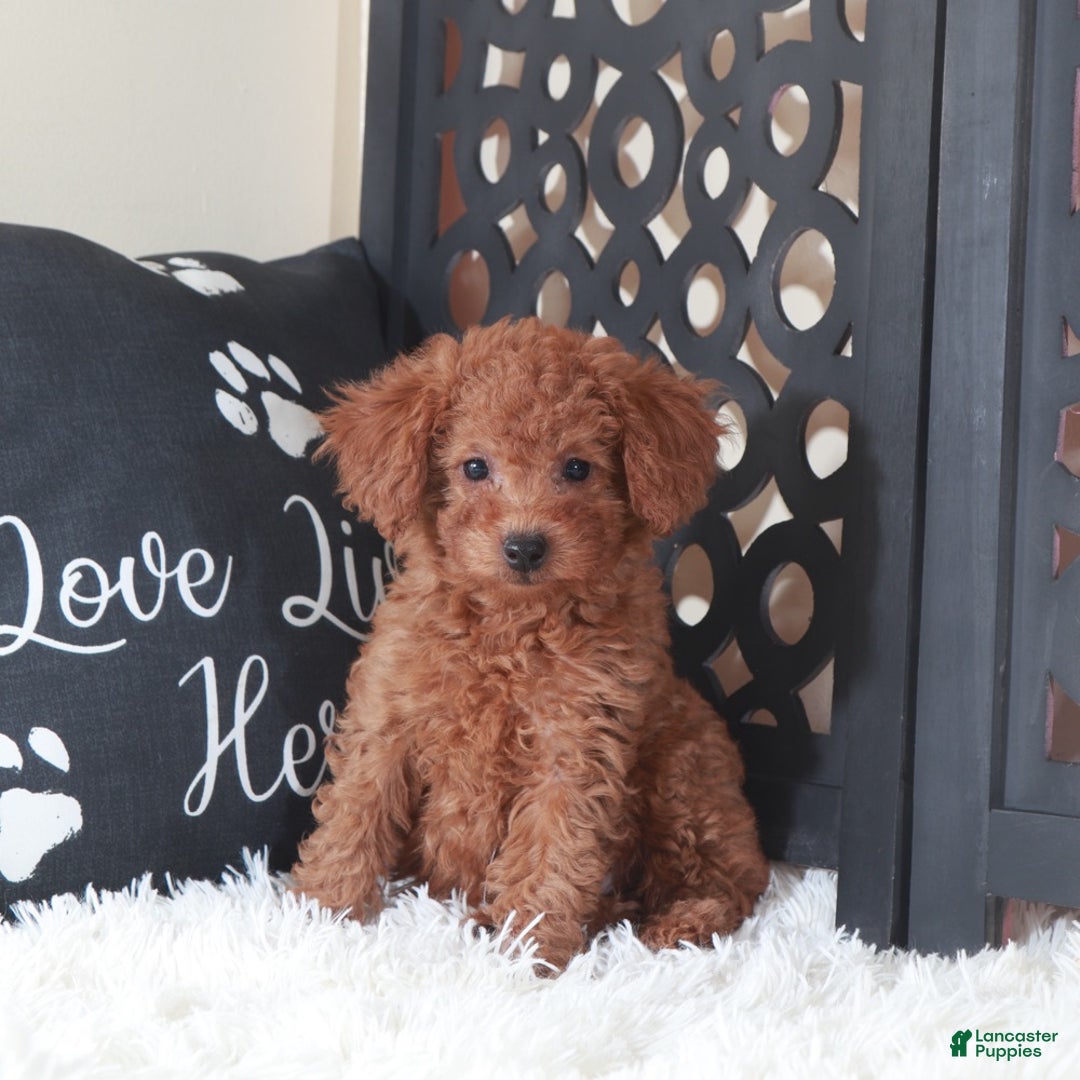 Miniature Poodle dogs for sale: Miniature Poodle Trixie - Ad 4