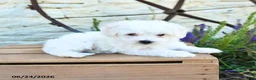 Mixed Breed dogs for sale: Everett - Ad 5