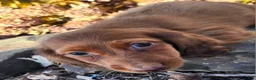 Miniature Dachshund dogs for sale: Rusty  - Ad 11