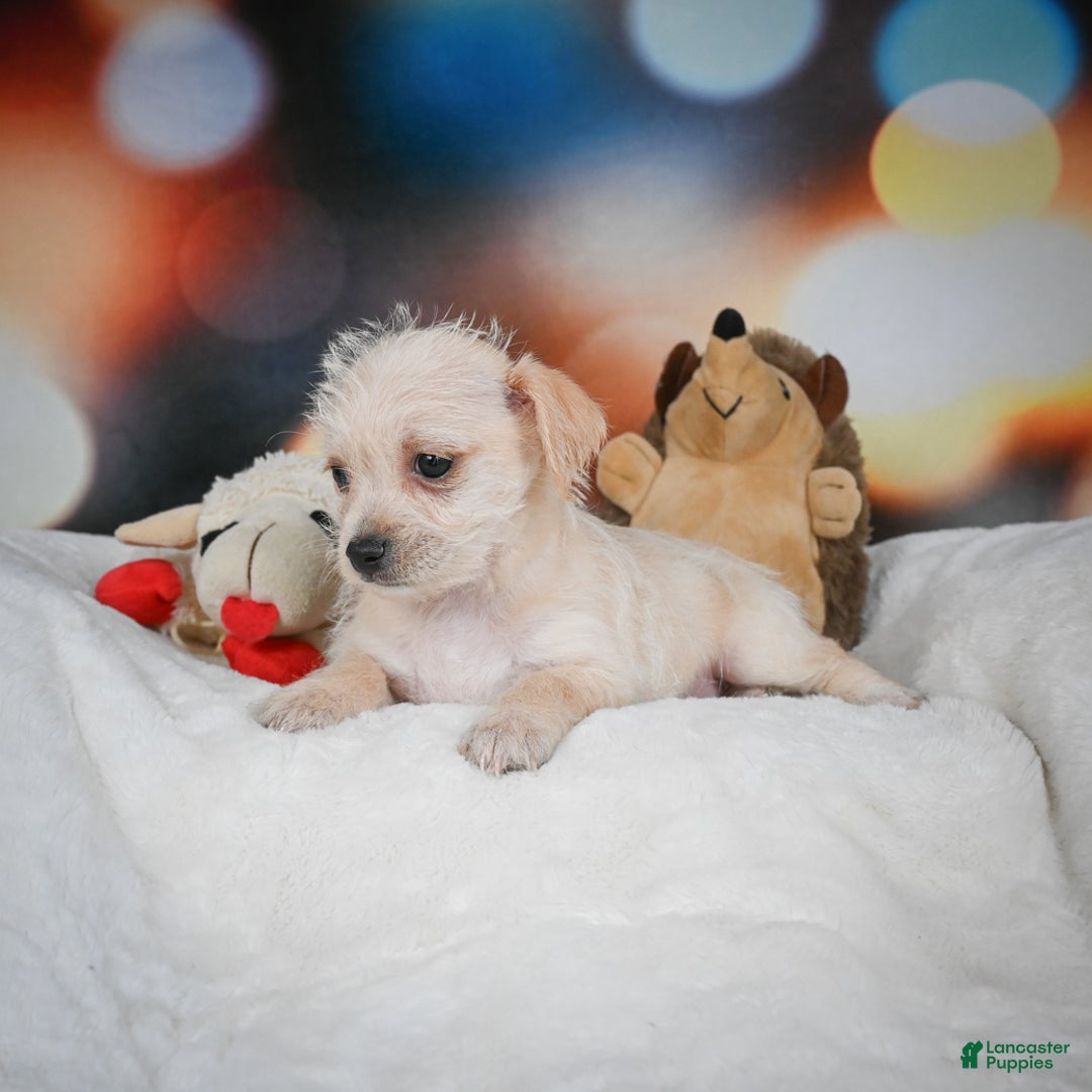 Chihuahua dogs for sale: Hadassah - Ad 9