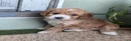 Cockapoo dogs for sale: Snuggles - Ad 1