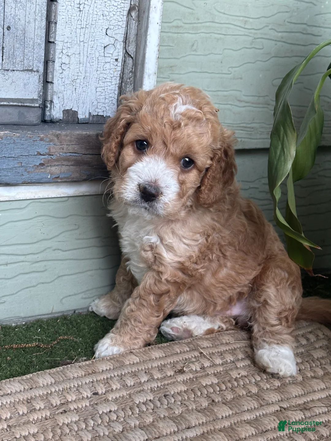 Cockapoo dogs for sale: Snuggles - Ad 1