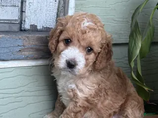 Cockapoo dogs for sale: Snuggles - Ad 2