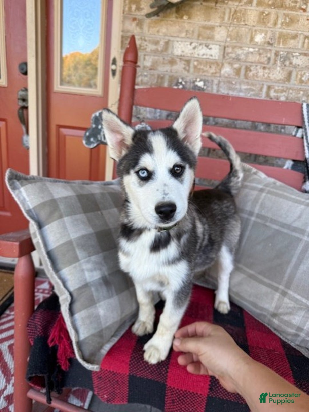 Pomsky dogs for sale: Buddy - Ad 2