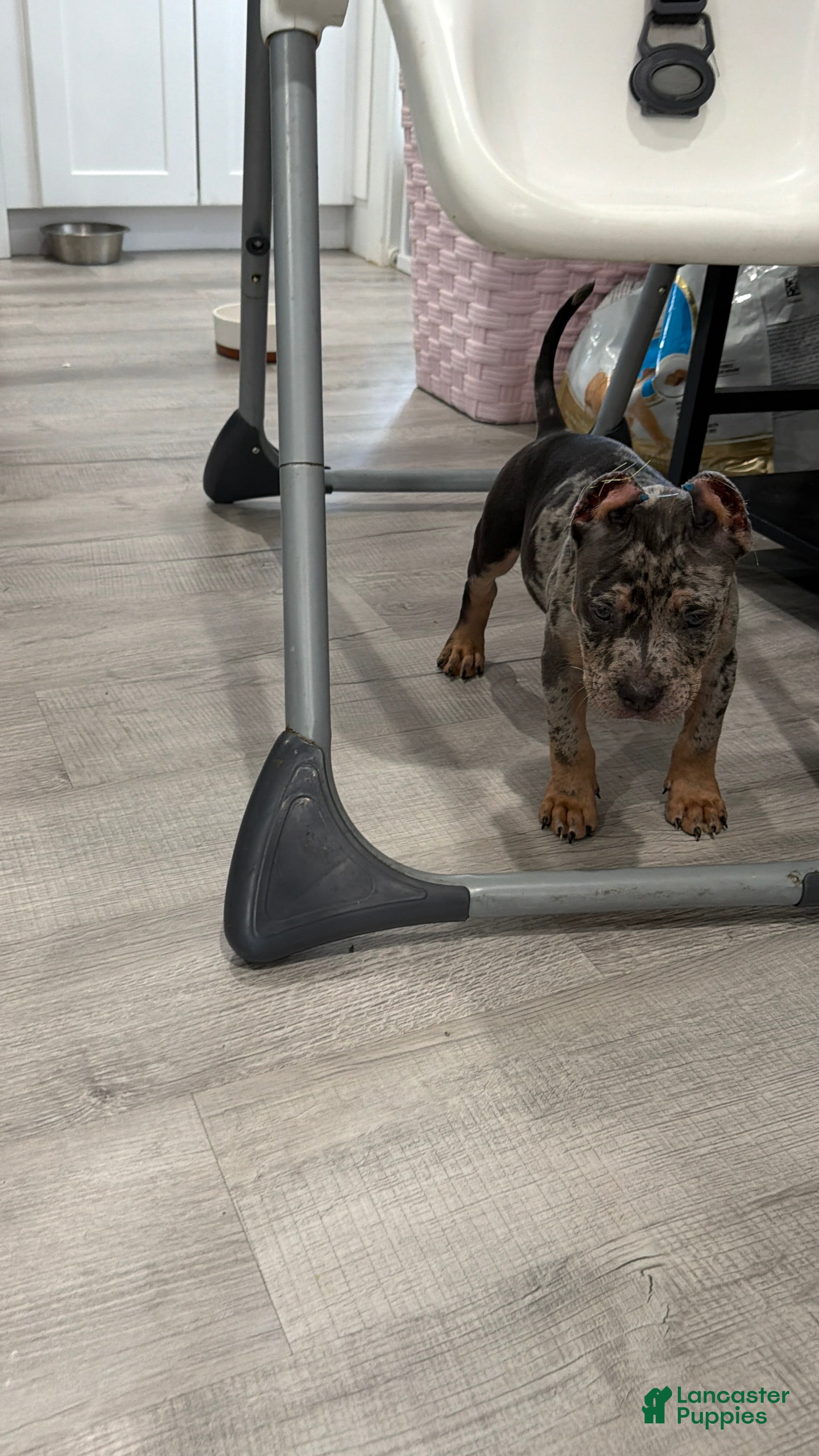 American Bully dogs American Bully 2 - Ad 2