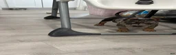 American Bully dogs for sale: American Bully 2 - Ad 2