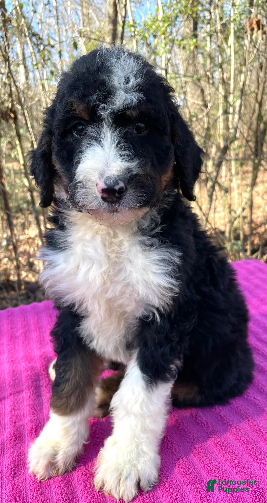 Bernedoodle dogs for sale: Leah - Ad 4
