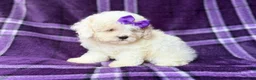 Bichpoo dogs for sale: Hope - Ad 6