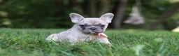 French Bulldog dogs for sale: Bailey - Ad 7