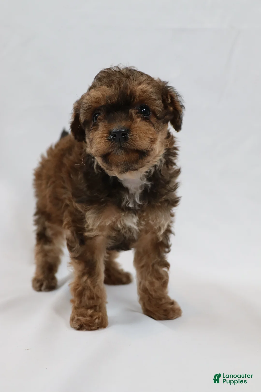 Cavapoo dogs for sale: Waffle - Ad 5