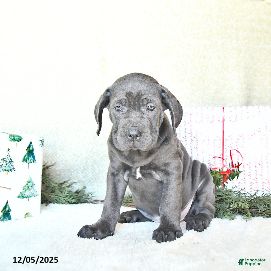 Cane Corso dogs for sale: Noel - Ad 4