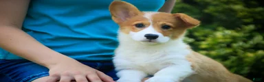 Mercy Welsh Corgi Pembroke 