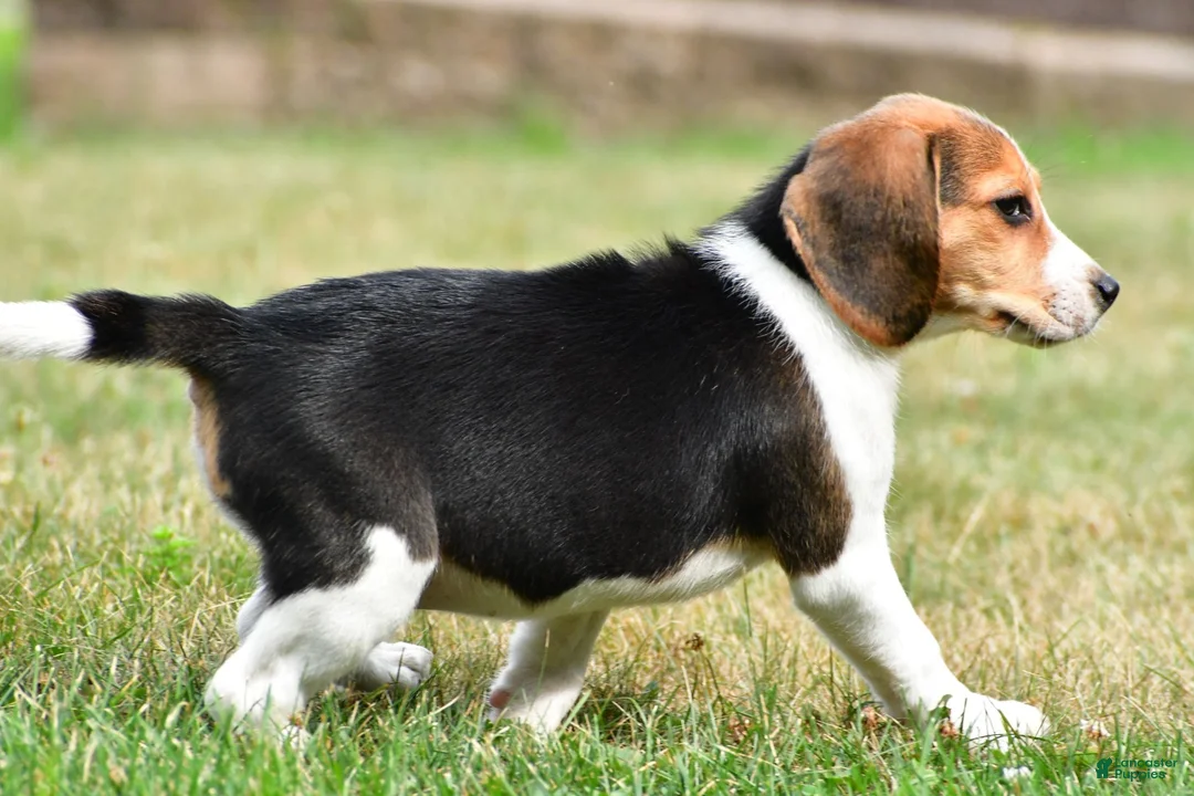 Beagle dogs for sale: Teddy - Ad 14