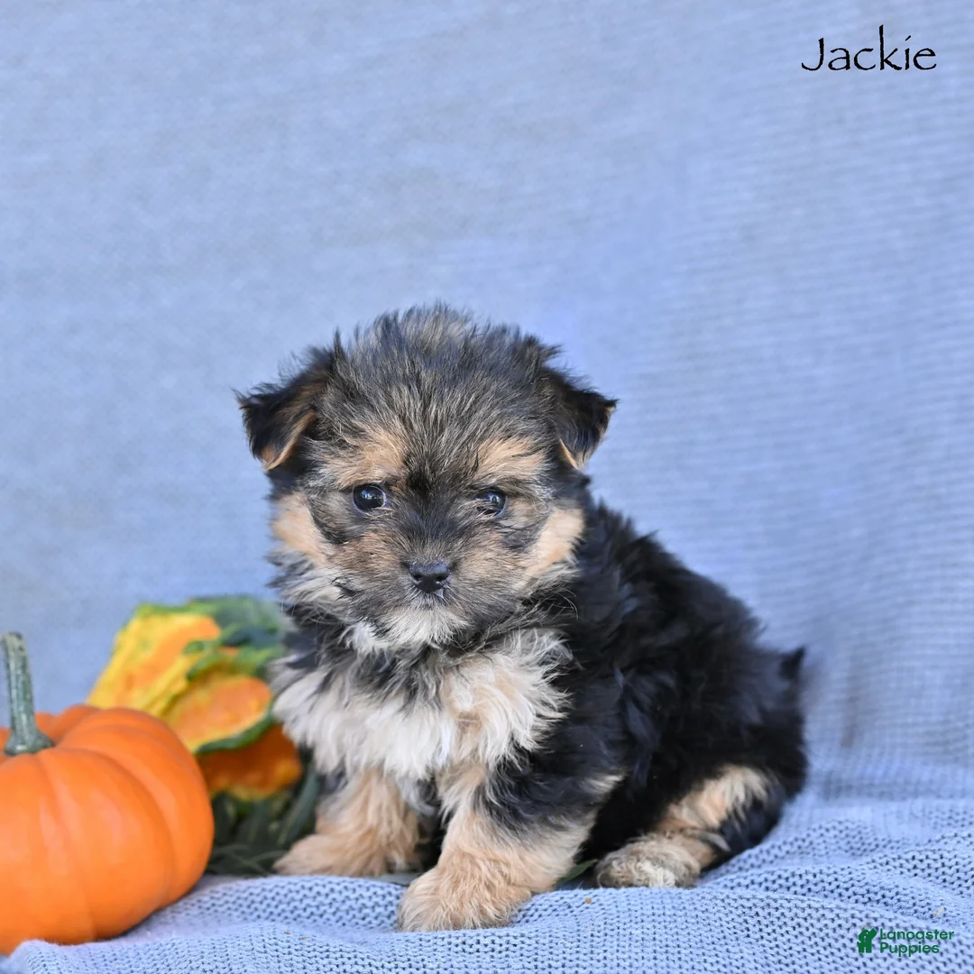 Morkie dogs for sale: Jackie - Ad 1