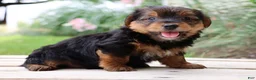 Yorkshire Terrier dogs for sale: Coffee  - Ad 6