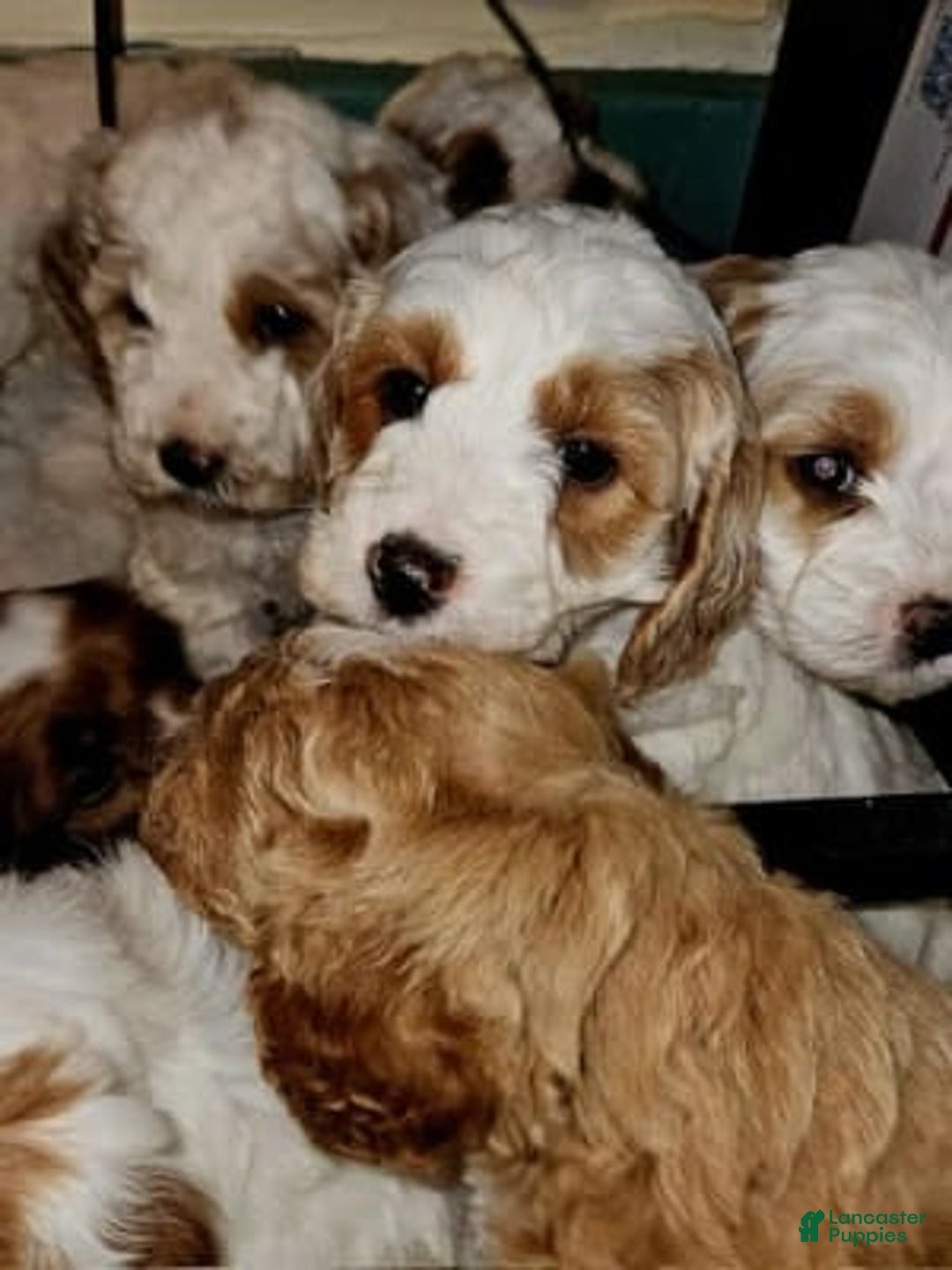 Gallery Image {{count}}