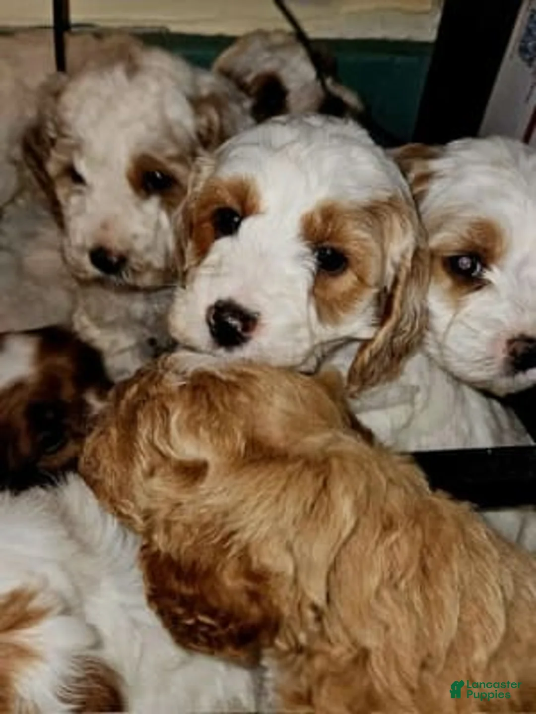 Gallery Image {{count}}