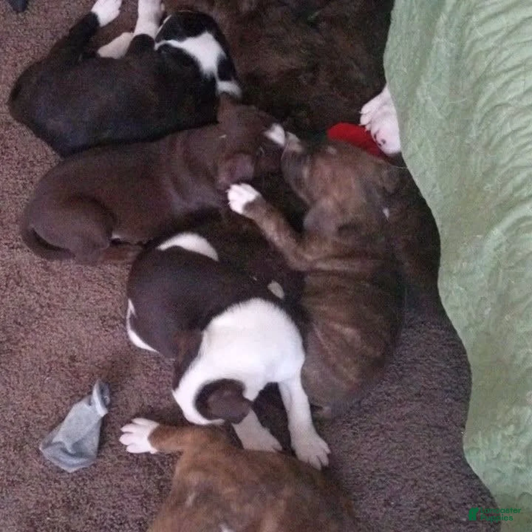 Gallery Image {{count}}