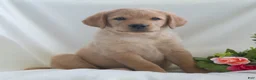 Labrador Retriever dogs for sale: Jennifer  - Ad 3