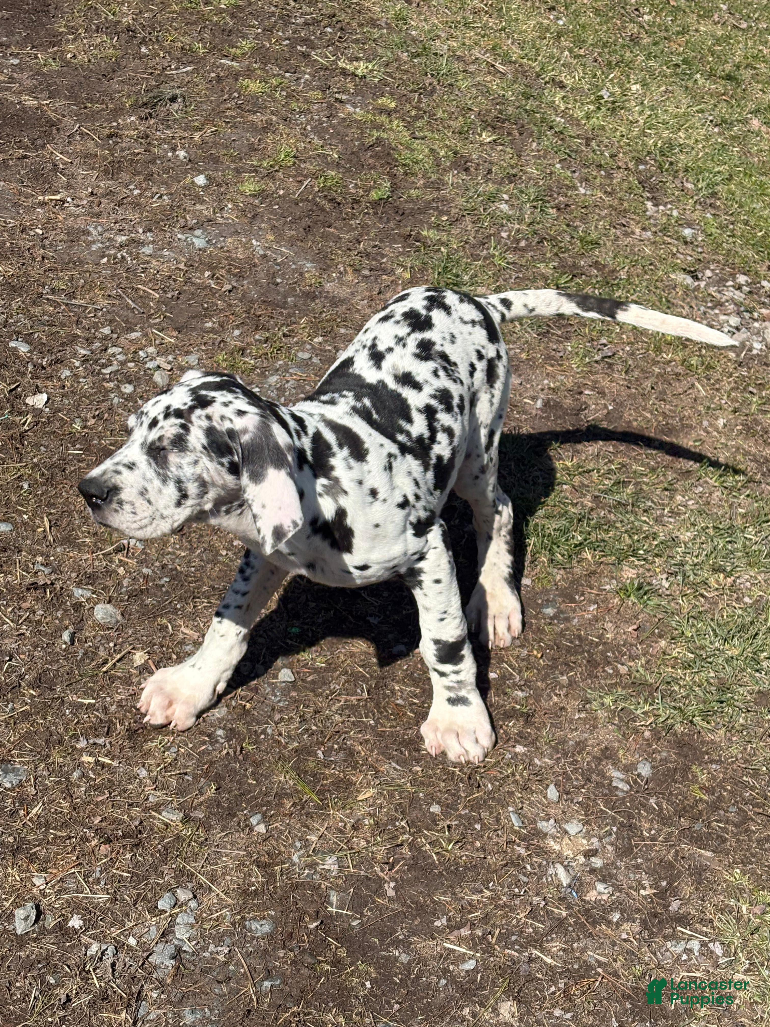 Great Dane dogs Great Dane Puppy 4 - Ad 1