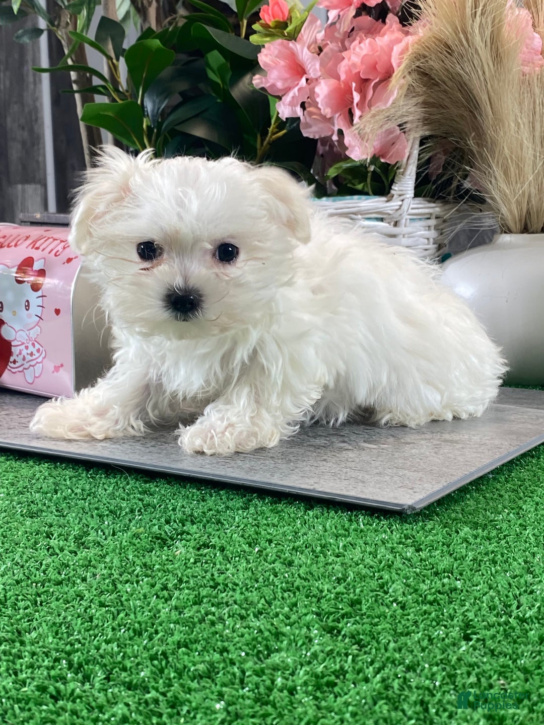 Maltese dogs for sale: Teacup Mikaylee - Ad 4