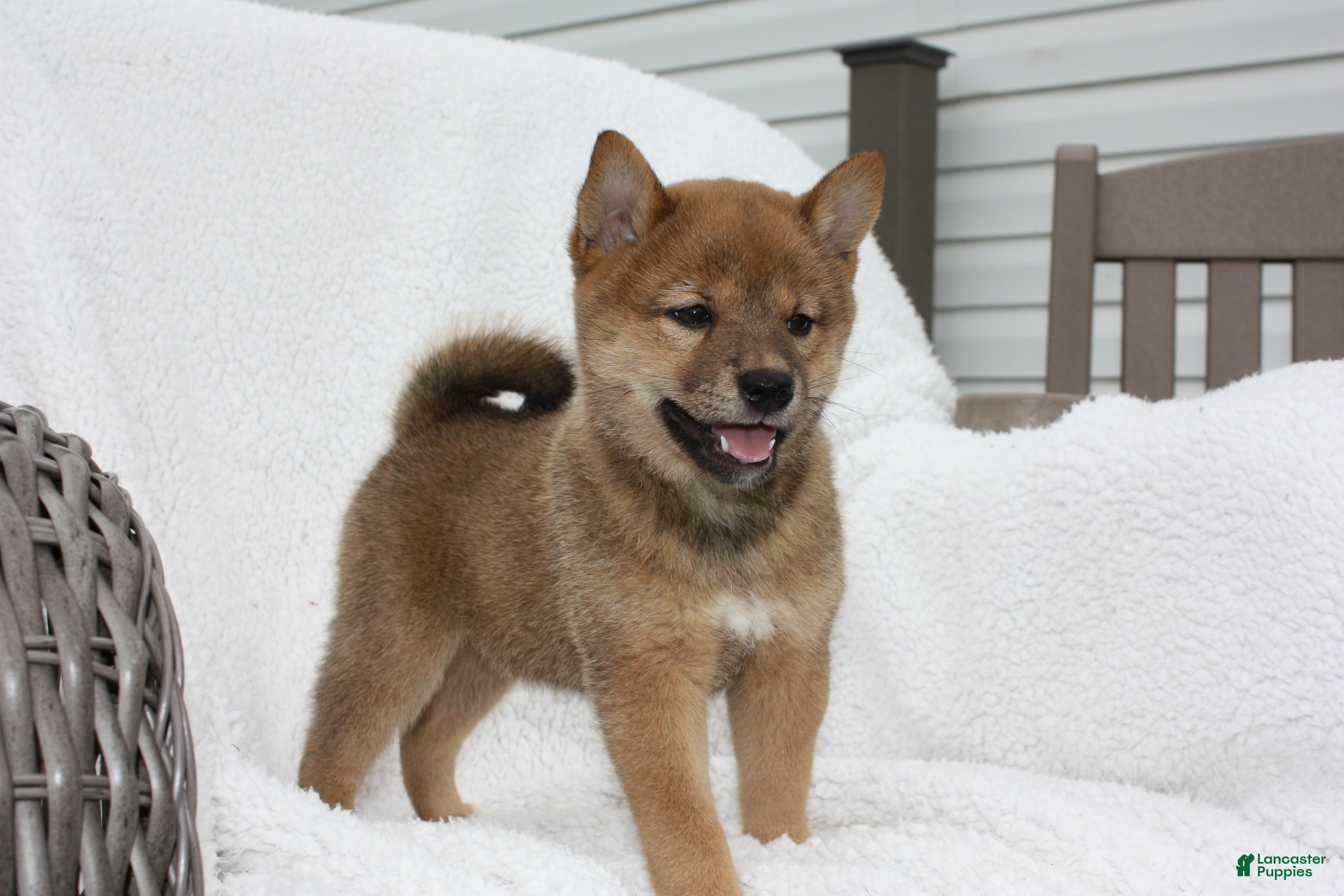 Shiba Inu dogs Kira - Ad 39