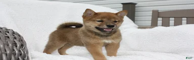 Kira