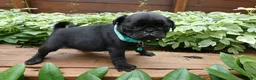 Pug dogs for sale: Pug 4 Trucker - Ad 3