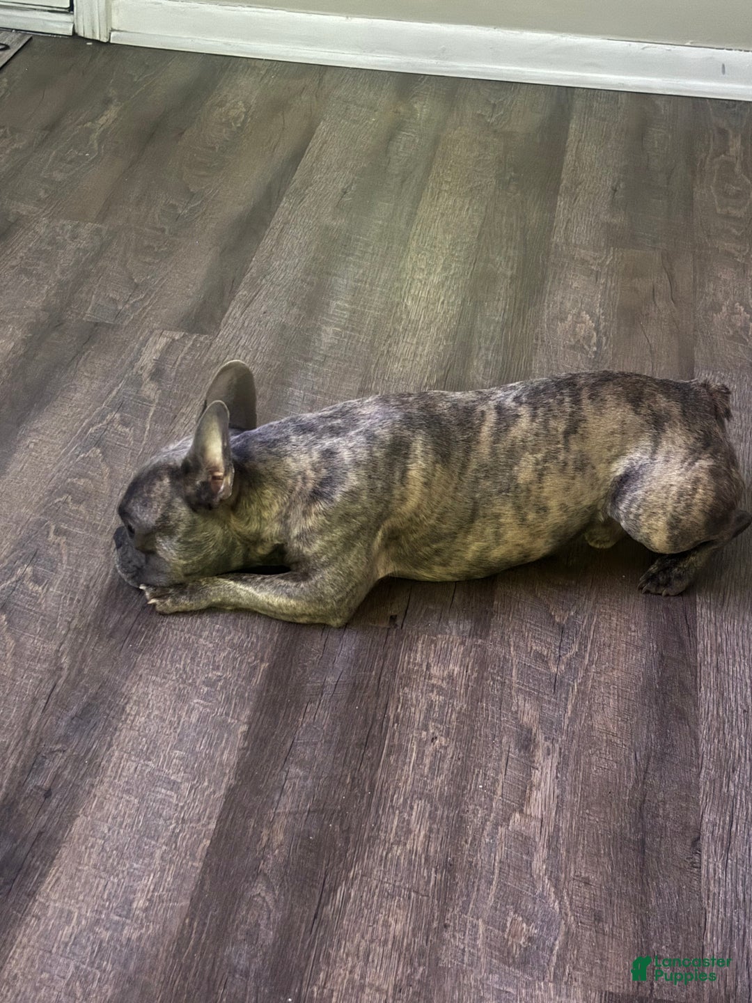 French Bulldog dogs for sale: French Bulldog Puppy 1 - Ad 1