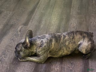 French Bulldog dogs French Bulldog Puppy 1 - Ad 40