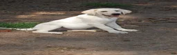 Labrador Retriever dogs for sale: Céline  - Ad 7