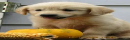 Golden Retriever dogs for sale: Golden Retriever 2 Moe - Ad 3