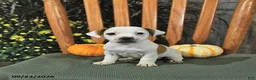Jack Russell Terrier dogs for sale: Fawn - Ad 3