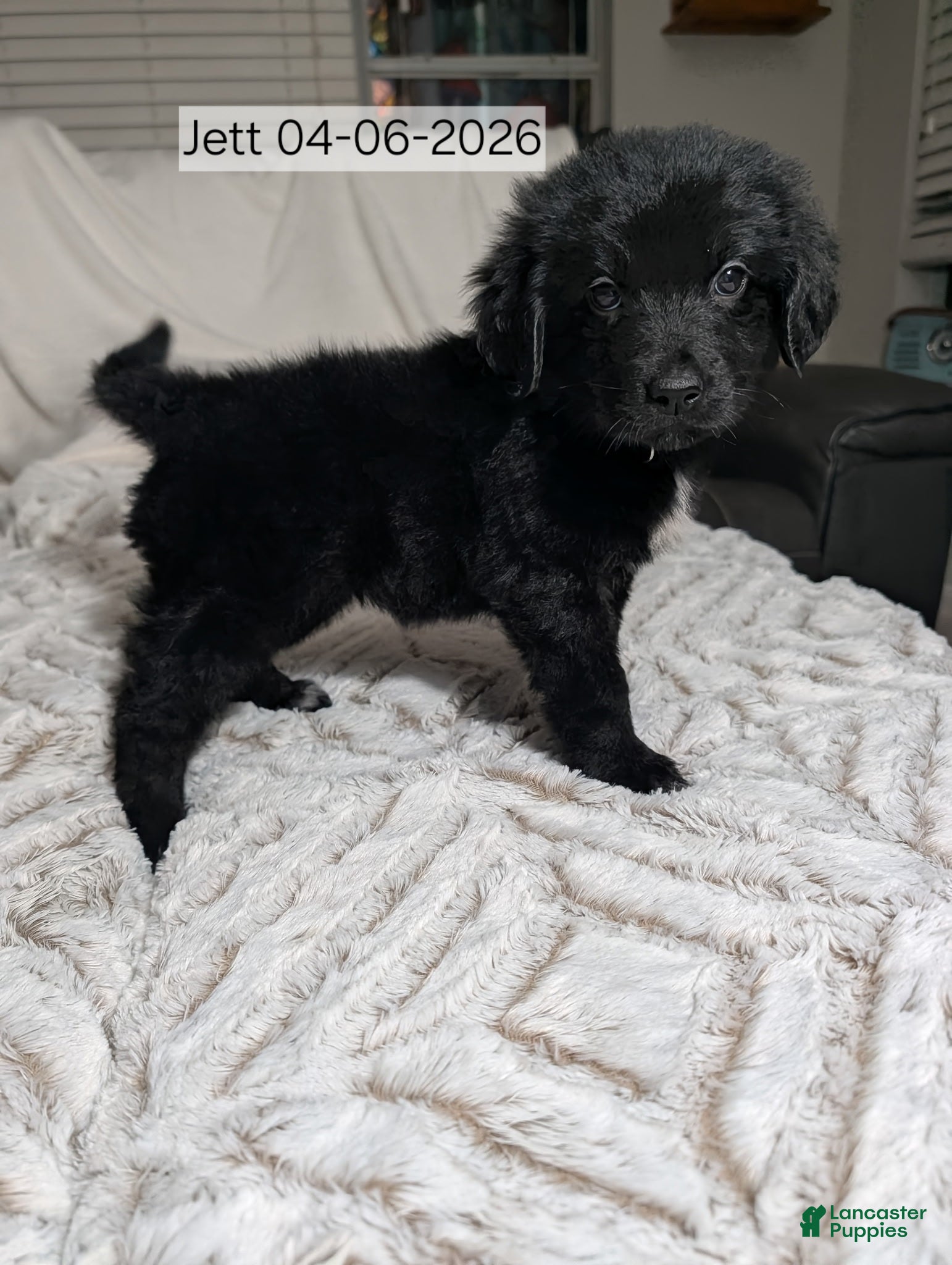 Mixed Breed dogs Jett - Ad 38