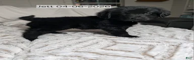 Jett