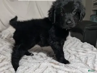 Mixed Breed dogs Jett - Ad 38