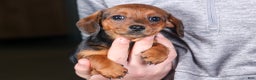 Miniature Dachshund dogs for sale: Jenny - Ad 16