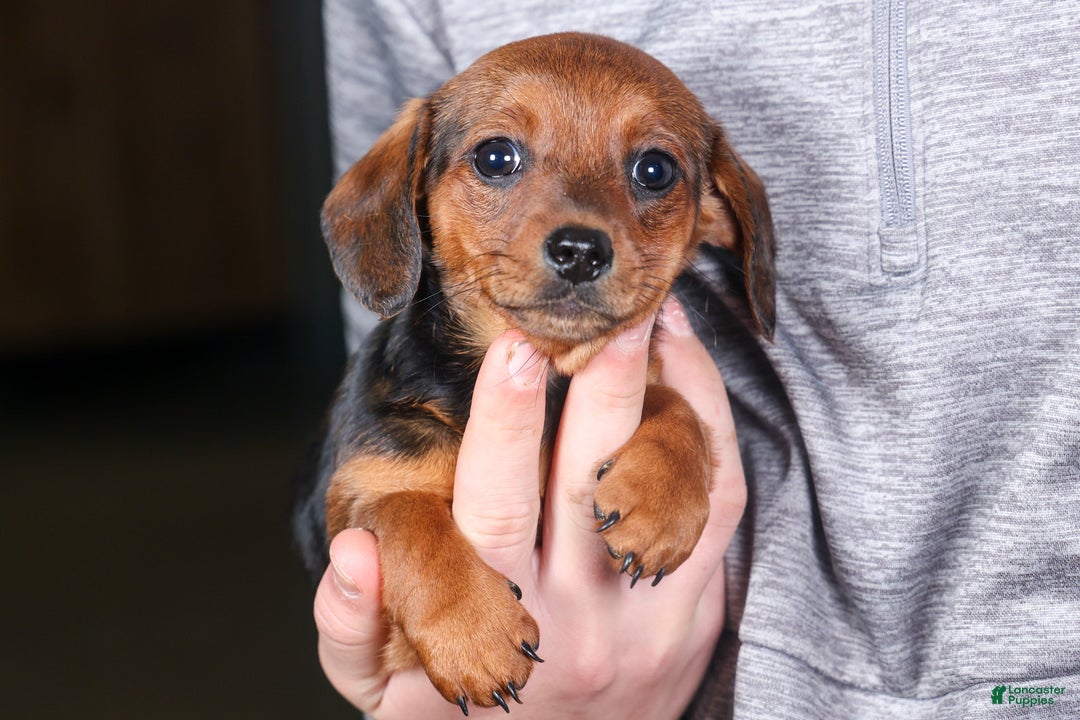 Miniature Dachshund dogs for sale: Jenny - Ad 16